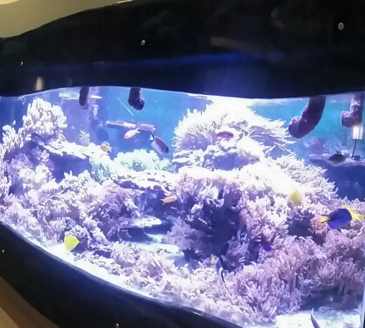 The Aquariums (State&nbspCollege,&nbspPA)